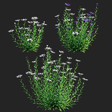 Versatile 3D Centaurea Plant Models 3D model image 1 