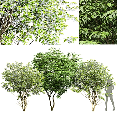 Cherry Leaf & Amelanchier 3D Models 3D model image 1 