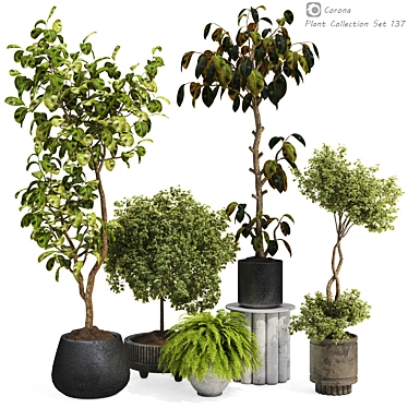  Max 2015 Indoor Plant Set 3D model image 1 