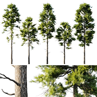 Pine 18m and 12m 3D model image 1 