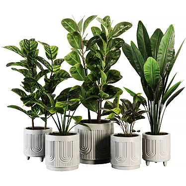 Modern Ficus Banana Plant Set 3D model image 1 