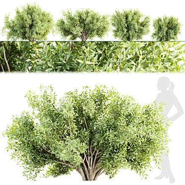  Garden Bushes 3D Model Collection 3D model image 1 