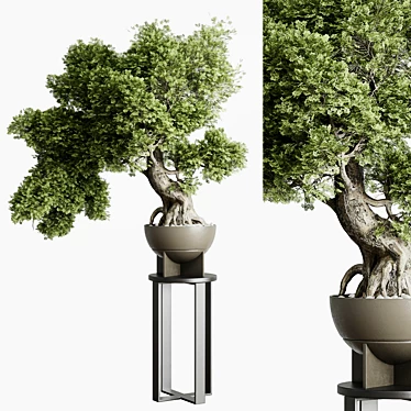 Bonsai Tree Concrete Vase Set 3D model image 1 