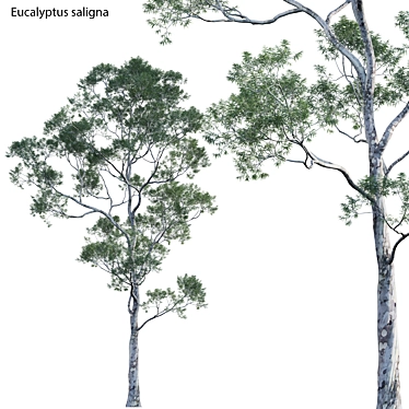 Versatile 3D Eucalyptus Plant Models 3D model image 1 