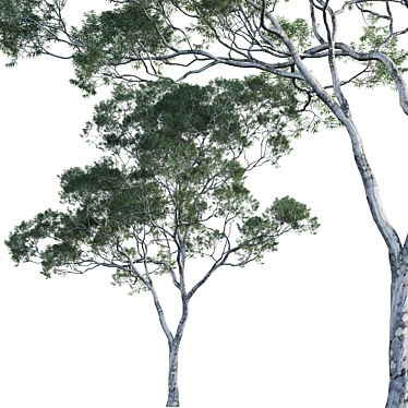 Dynamic 3D Eucalyptus Tree Set 3D model image 1 