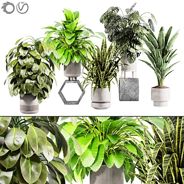 plant collection set 13