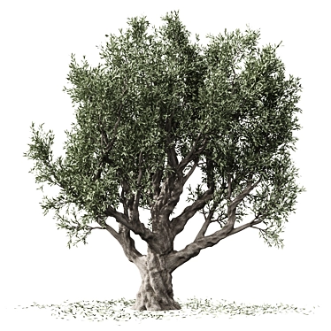 Vintage Olive Tree Sculpture 3D model image 1 