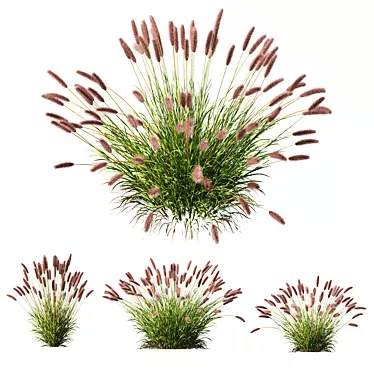 Fountain Grass Pennisetum Ornamental Plumes 3D model image 1 