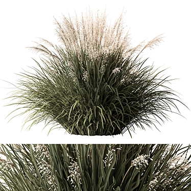 24-Piece White Flower Grass 3D model image 1 