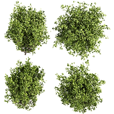 Premium Outdoor Ivy Bush 3D Model 3D model image 1 