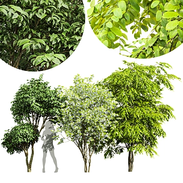 3D Tree Models Bundle Pack 3D model image 1 