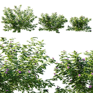 Carolina Rose Bush 2017 Model 3D model image 1 