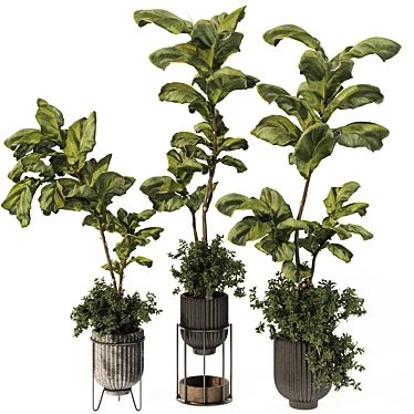 Ficus Lyrata Plant in Pot 3D model image 1 