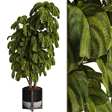 Ficus Lyrata Indoor Plant Package 3D model image 1 