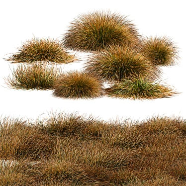 Carex Testacea Orange Sedge Collection 3D model image 1 