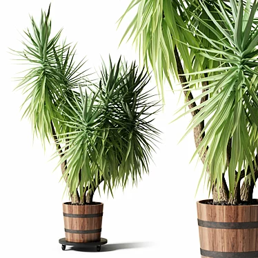 Exotic Yucca Plant Collection 3D model image 1 