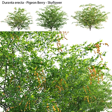 Duranta erecta - Pigeon Berry - Skyflower 02