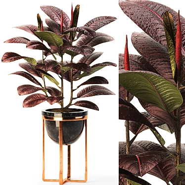 Indoor Ficus Elastica Set-15