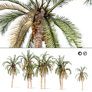 Date Palm Cluster Tree Array 3D model image 1 