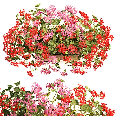 Pelargonium Hanging Plant Model 3D model image 1 