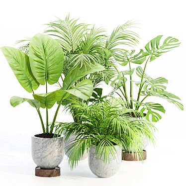 Indoor Plants Collection Vol. 221 3D model image 1 