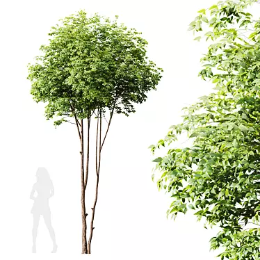 Title: Premium Ash Tree Models 3D model image 1 