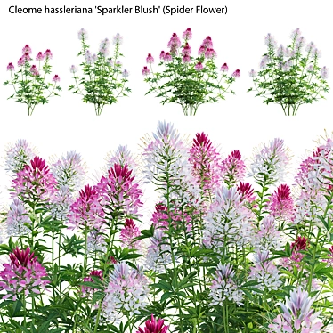 Cleome hassleriana Sparkler Blush - Spider Flower