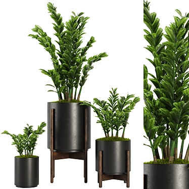 Indoor Plant Set V32-Zamiifolia 3D model image 1 