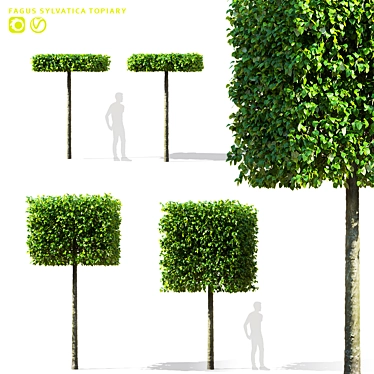 Forest Beech Tree Topiary Set 3D model image 1 