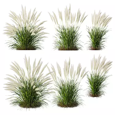 Mexican Feathergrass 3D Plant Models 3D model image 1 