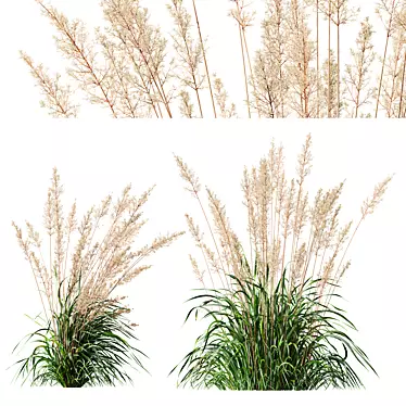 Mexican Feather Grass 3D Models 3D model image 1 