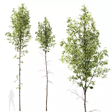 Silver Birch Tree 3D Models 3D model image 1 