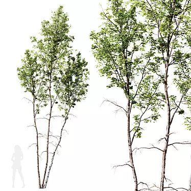 Pendula Birch 3D Tree Model 3D model image 1 