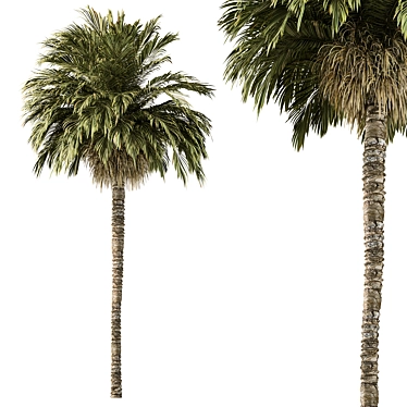 220 Date Palm Tree Set 3D model image 1 