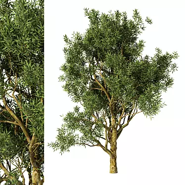 Exotic Acacia Tree Model 3 3D model image 1 