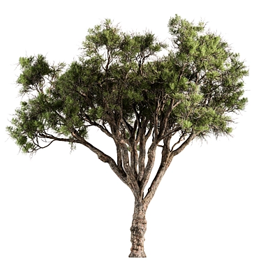  Stone Pine Tree Set 188 3D model image 1 