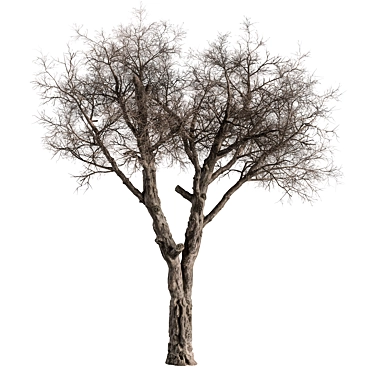 Dried Baobab Tree Set 215 3D model image 1 