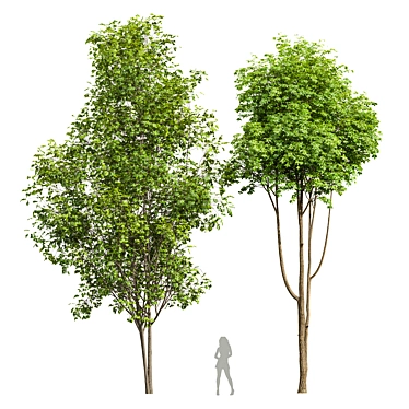  Dual Tree 3D Models Bundle 3D model image 1 