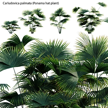 Complete 3D Plant Models Collection 3D model image 1 