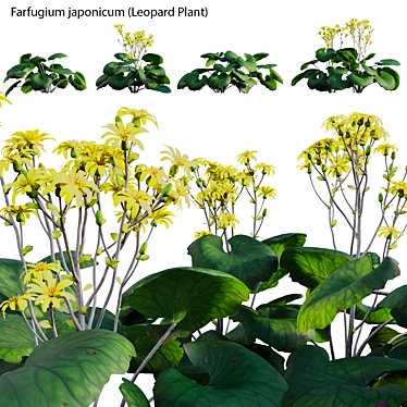 Farfugium japonicum - Leopard Plant