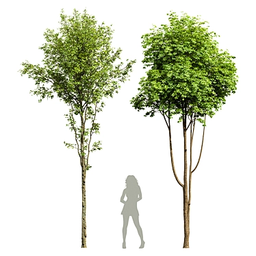 Dual 3D Tree Models Set 3D model image 1 