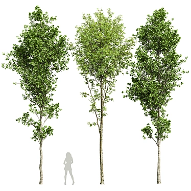 Alnus Glutinosa 3D Models Collection 3D model image 1 