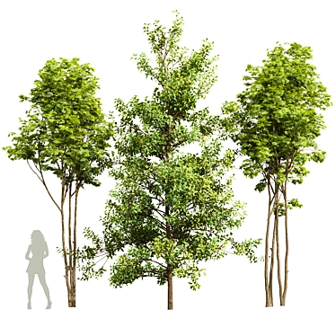 3D Acer Ash Maple Tree 3D model image 1 