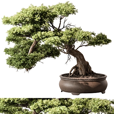 Mini Bonsai Tree 584 3D model image 1 