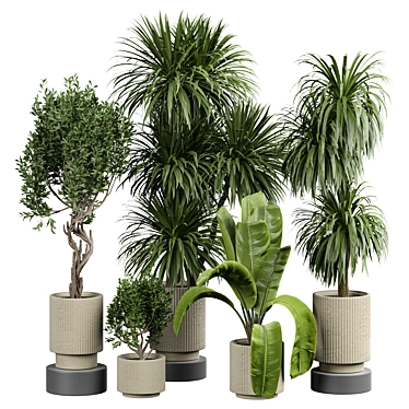 Elegant Indoor Plant Collection 3D model image 1 