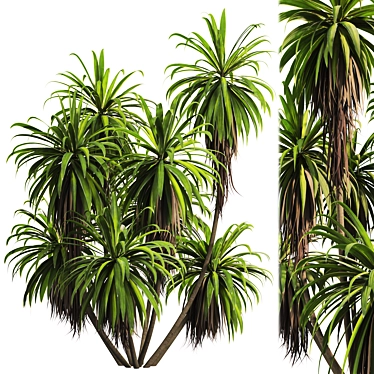 Premium Mountain Cabbage Tree Model 3D model image 1 