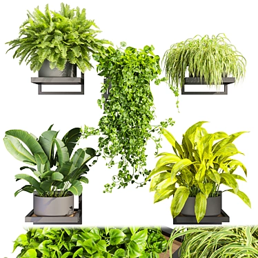 Premium Hanging Plant Collection Vol. 516 3D model image 1 