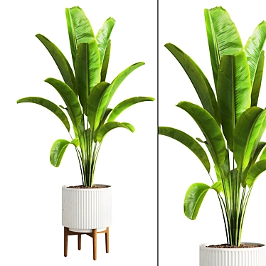 Tropical Banana Indoor Plant 3D model image 1 