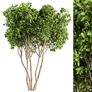 Ficus Benjamina Tree Set 3D model image 1 