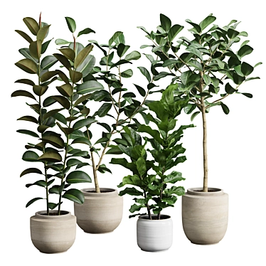 Exotic Ficus Variety Pack 3D model image 1 